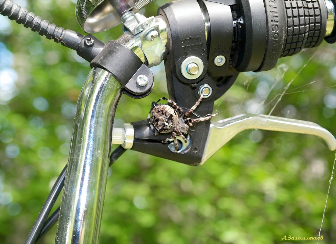 Товарищ, а ты тормоза проверил? :-) - Андрей Заломленков Товарищ, а ты тормоза проверил? :-) - Андрей Заломленков