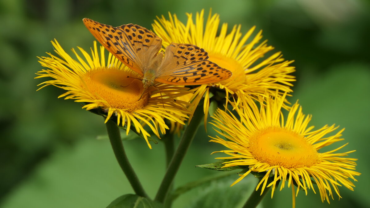 "The Natural World" (Мир Природы) - "The Natural World" Александер