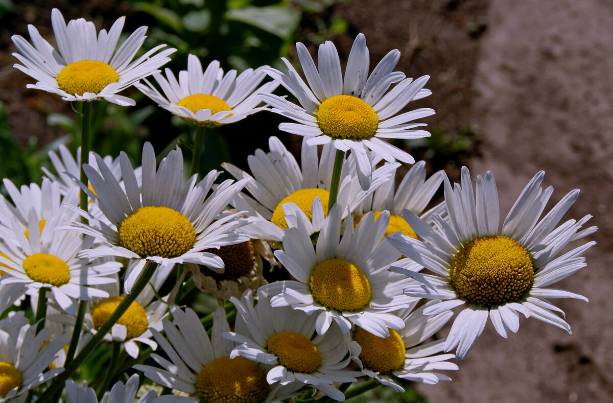 Ромашки садовые. - сергей ермошкин