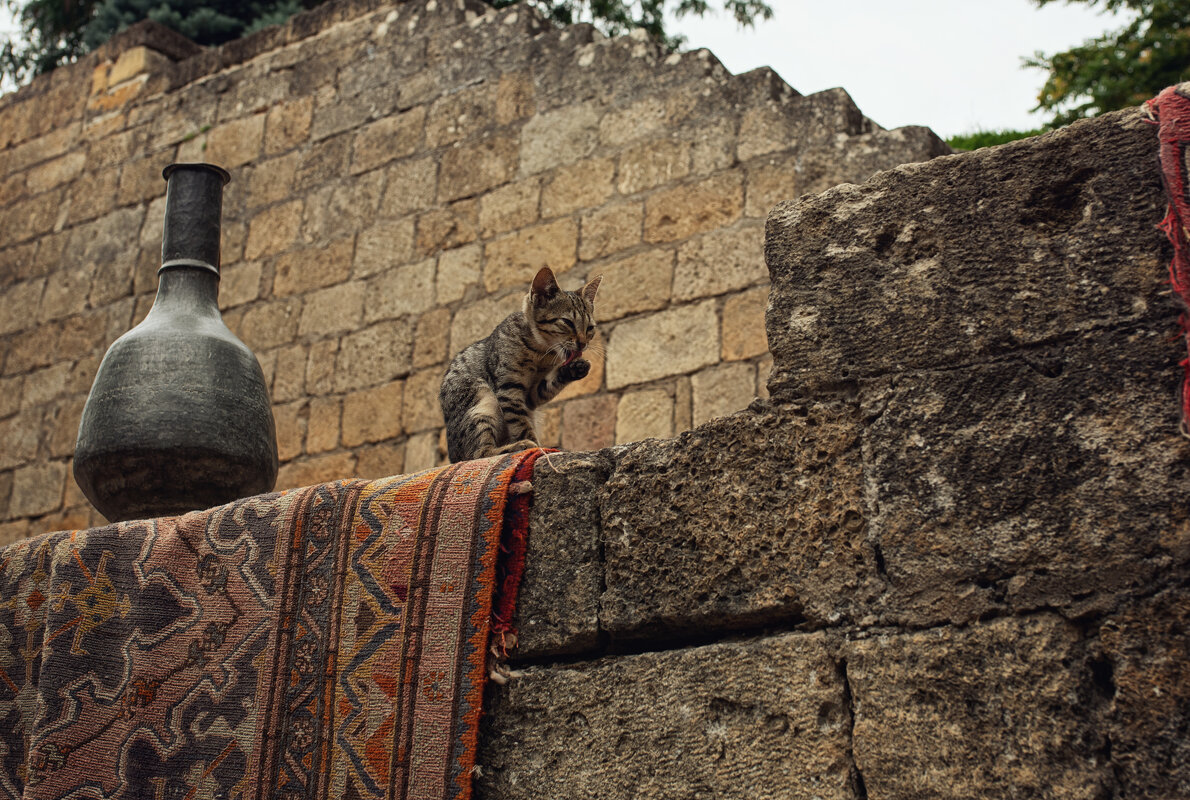 Она видела всё!:) - Лилия .