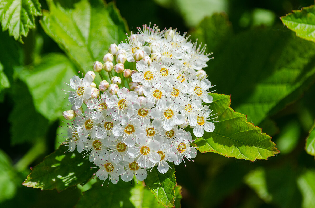 *** - Виктор Иванович Чернюк