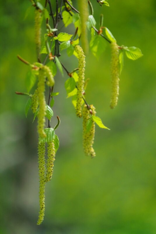 Берёзовые серёжки - photo Bo