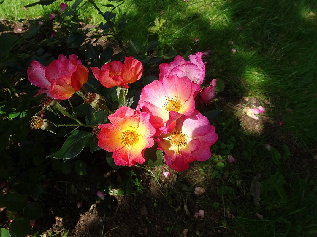 Июльские розы - Лидия Бусурина