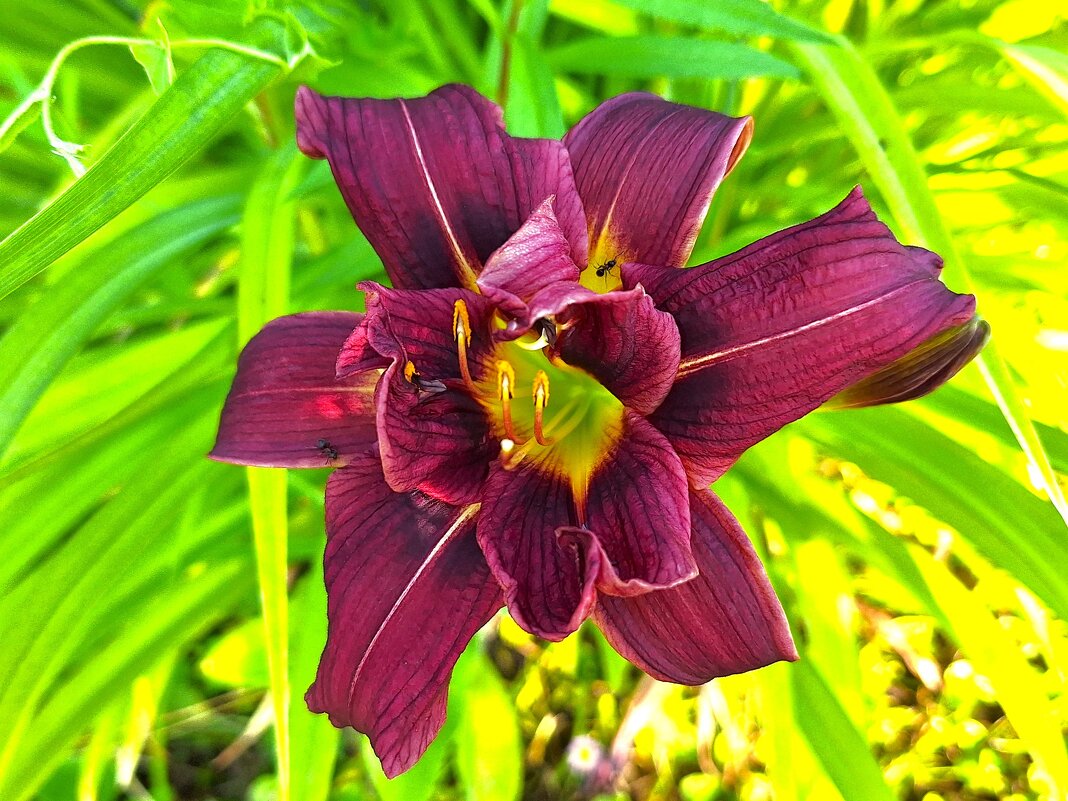 Лилейник - Наталья 