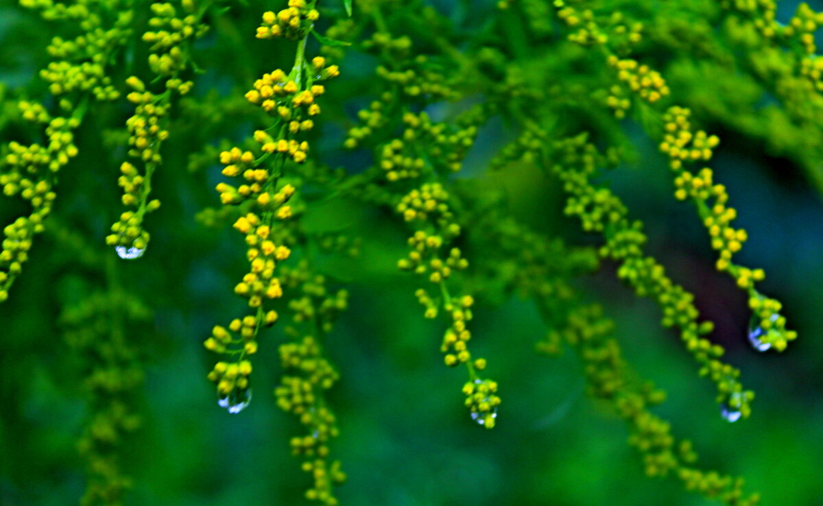 После дождя - Татьяна Перегудова 