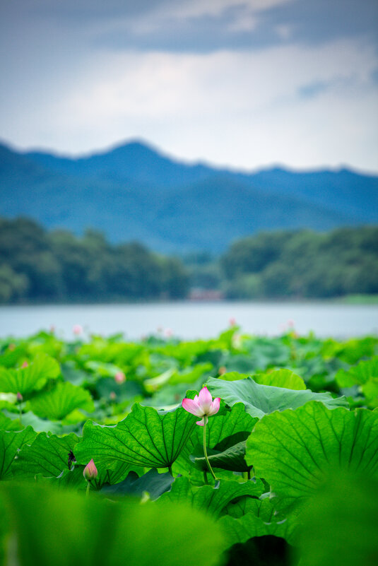 На озере Сиху в Ханчжоу - Дмитрий 