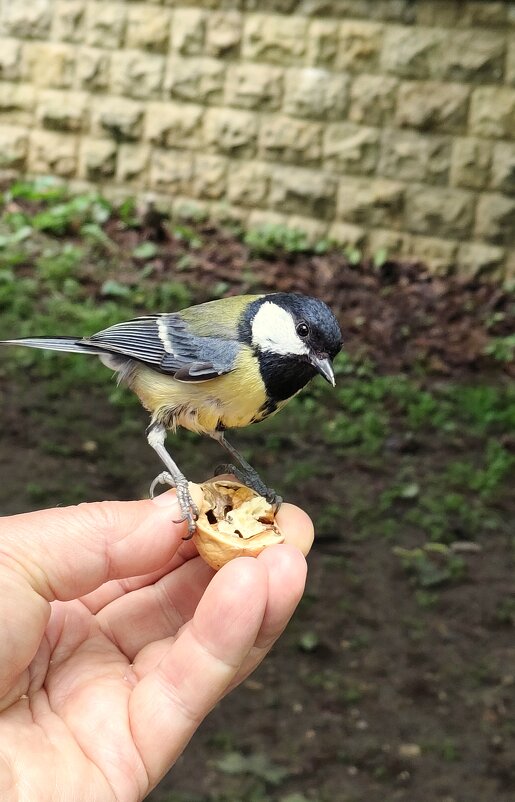 Ресторанная подача -на тарелочке. - Александр Кондаков