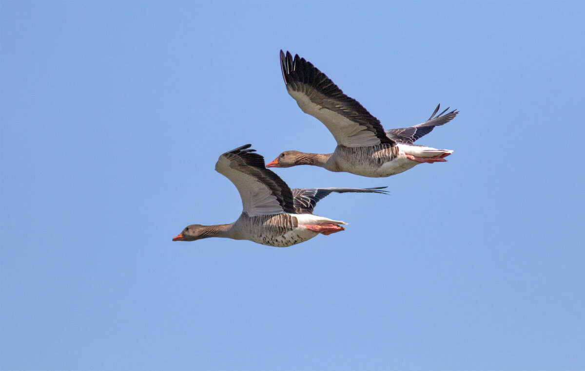 -- - vladimir -- - vladimir