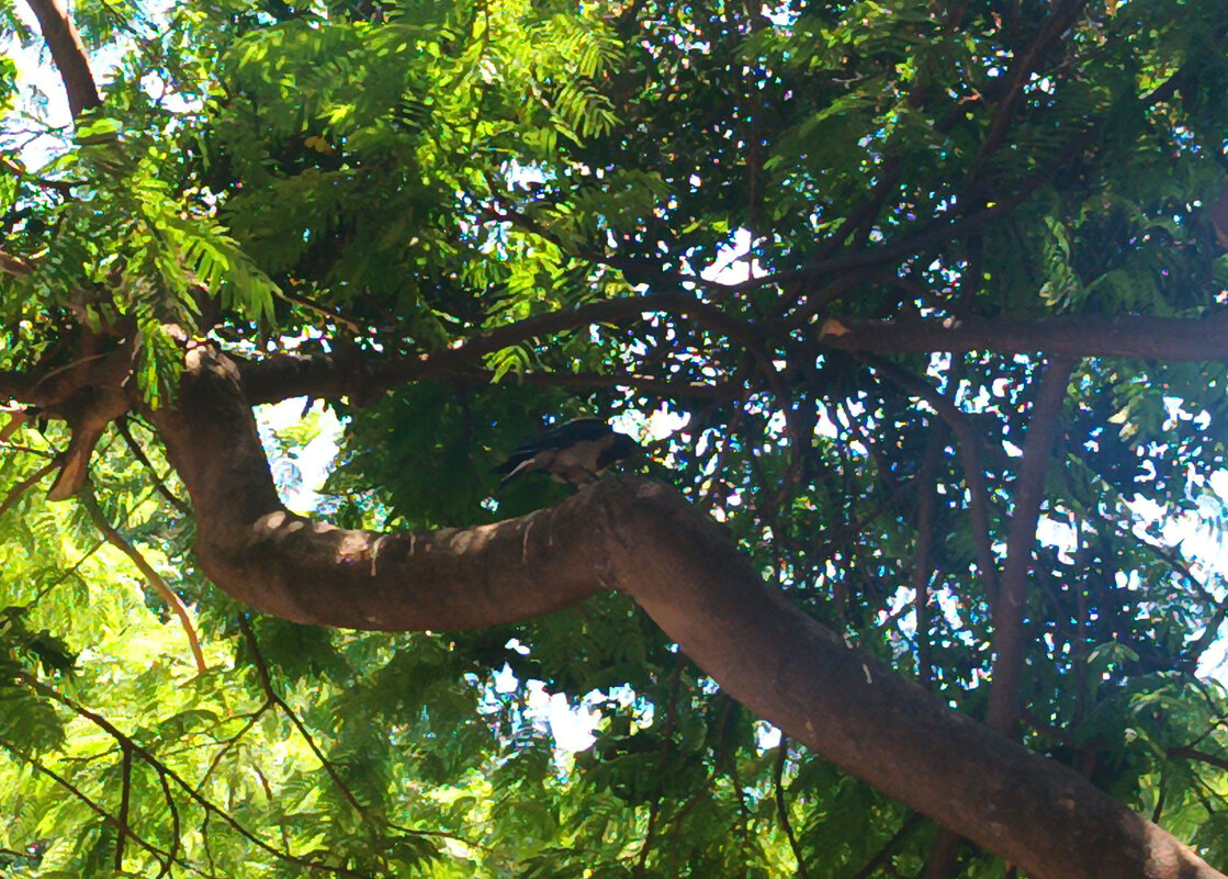 Ворона. - Argaman Табашник