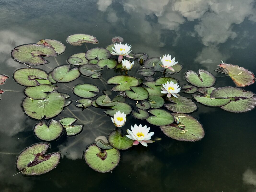 Нимфеи с облаками) - Любовь 