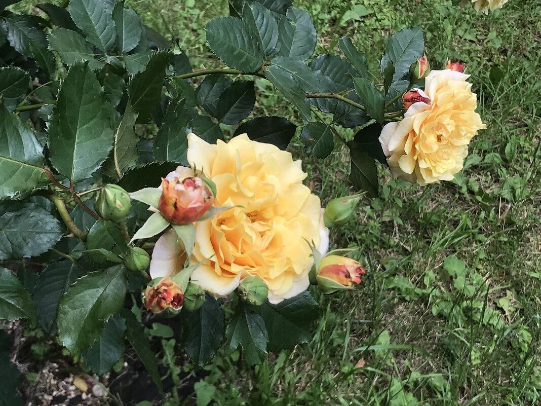 Розы, розы…) - Любовь 