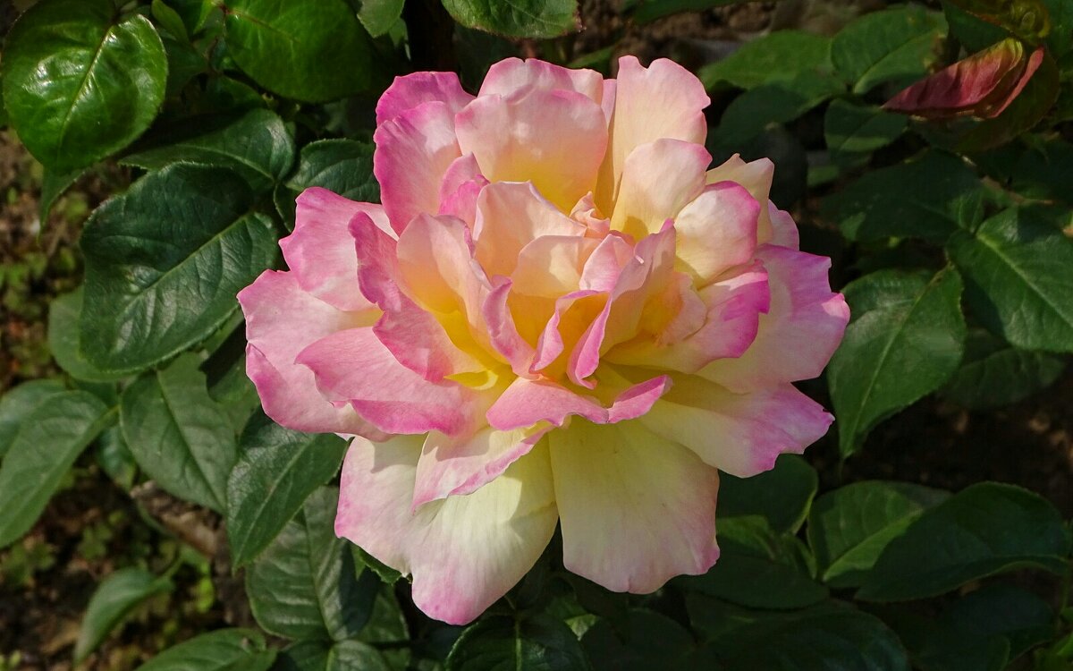 Лето и цветы - Милешкин Владимир Алексеевич Лето и цветы - Милешкин Владимир Алексеевич