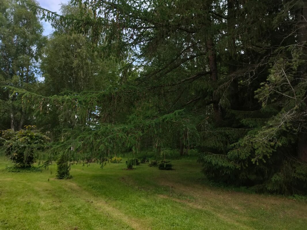 В Ботаническом саду Петрозаводска - Ирэн 