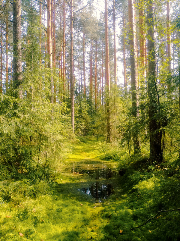 В летнем лесу - Сергей Кочнев
