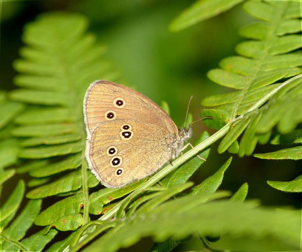 Цветочный глазок - Сергей Владимирович Егоров