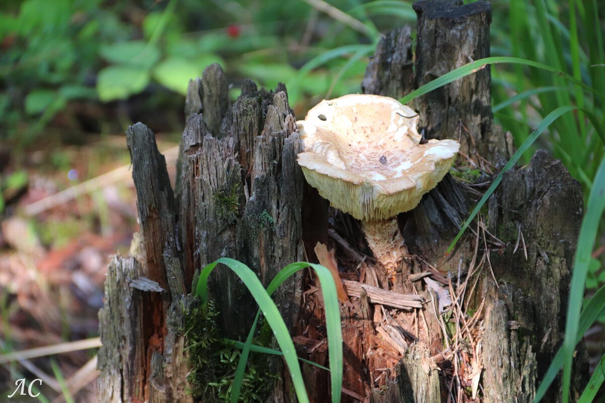 Примостился - Любовь Сахарова