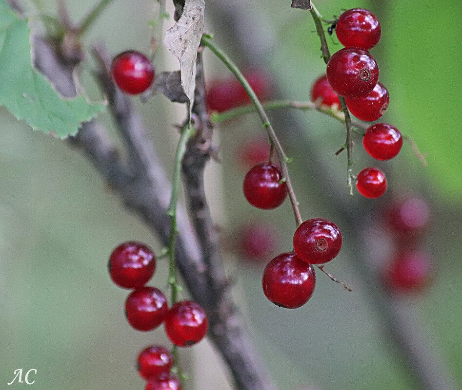 Красная смородина - Любовь Сахарова