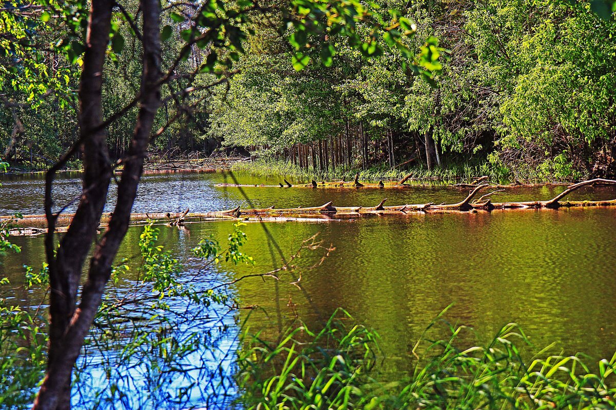 Июнь...Протока Сырой Аган.Паводок! - Владимир 