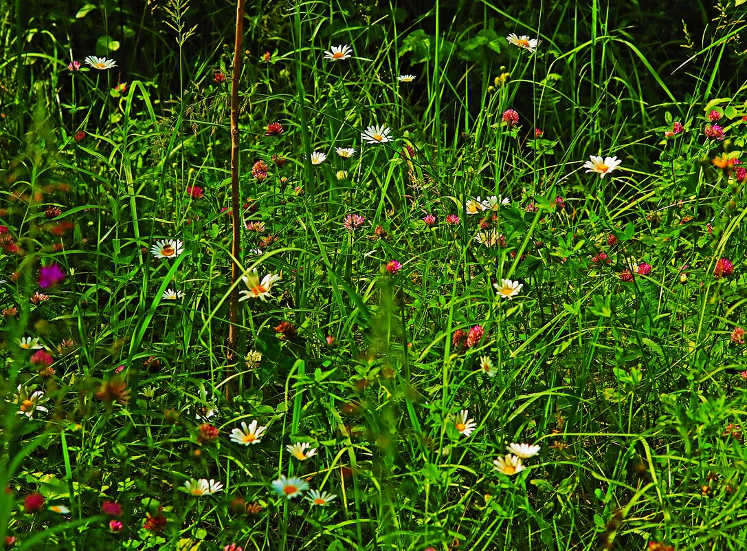 Июль...Иветы лета! - Владимир 