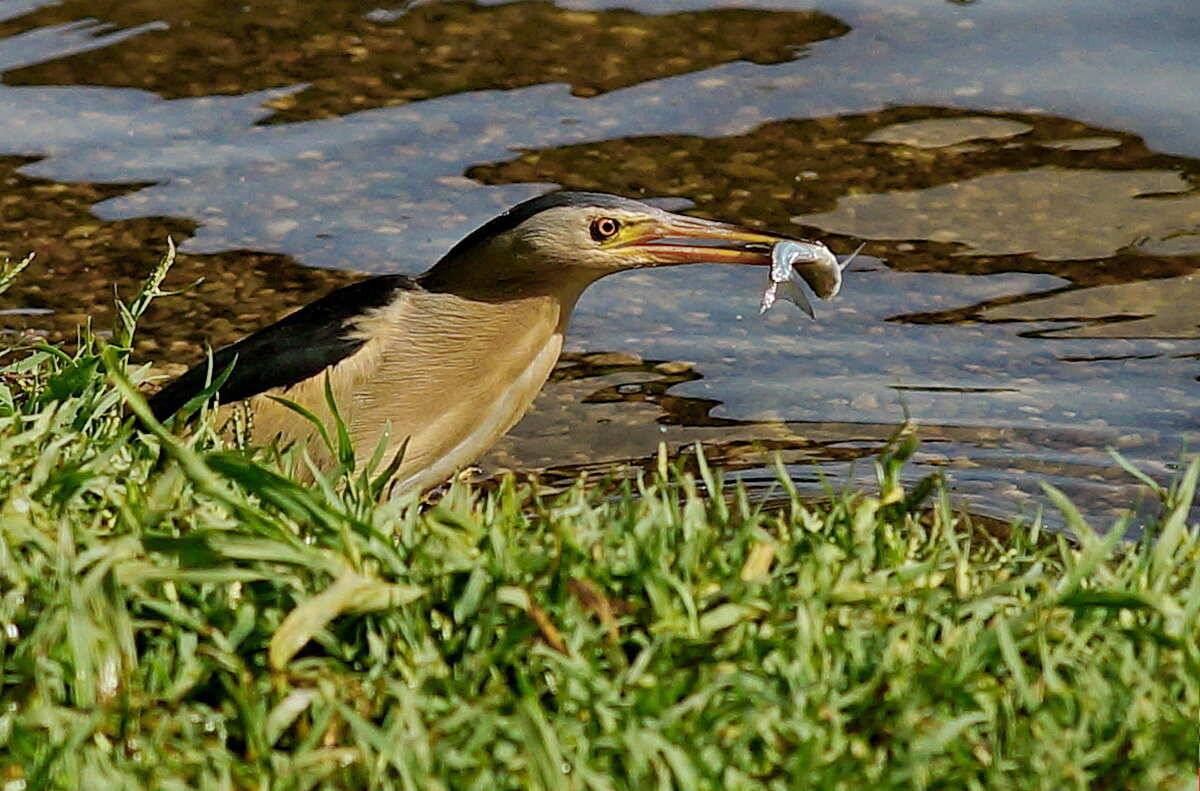 Рыбалка удалась... - Николай Саржанов Рыбалка удалась... - Николай Саржанов