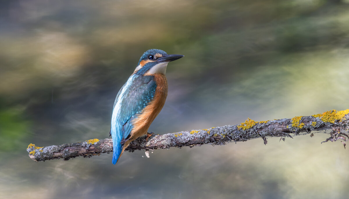 зимородок. - юрий макаров зимородок. - юрий макаров