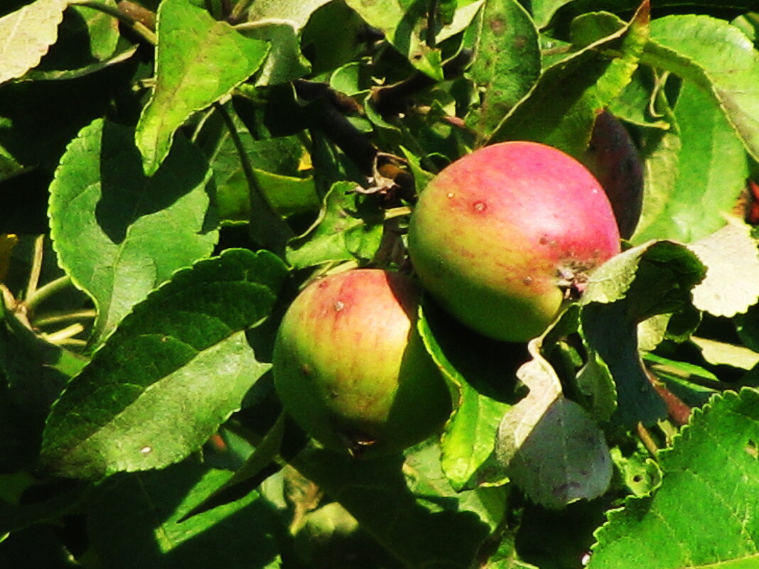 Яблоки растут - Людмила Смородинская Яблоки растут - Людмила Смородинская