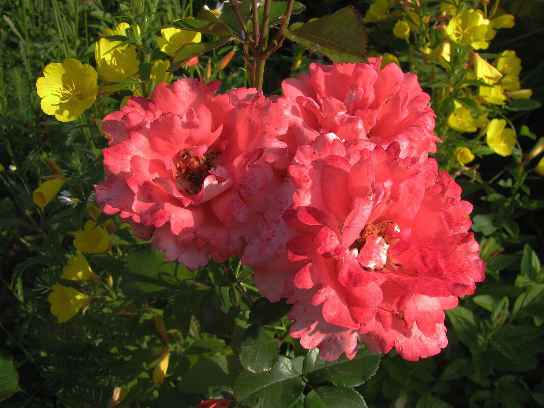 Красавицы - Людмила Смородинская