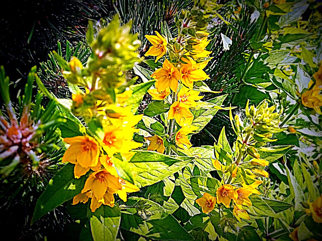 Цветы. - Владимир Драгунский Цветы. - Владимир Драгунский