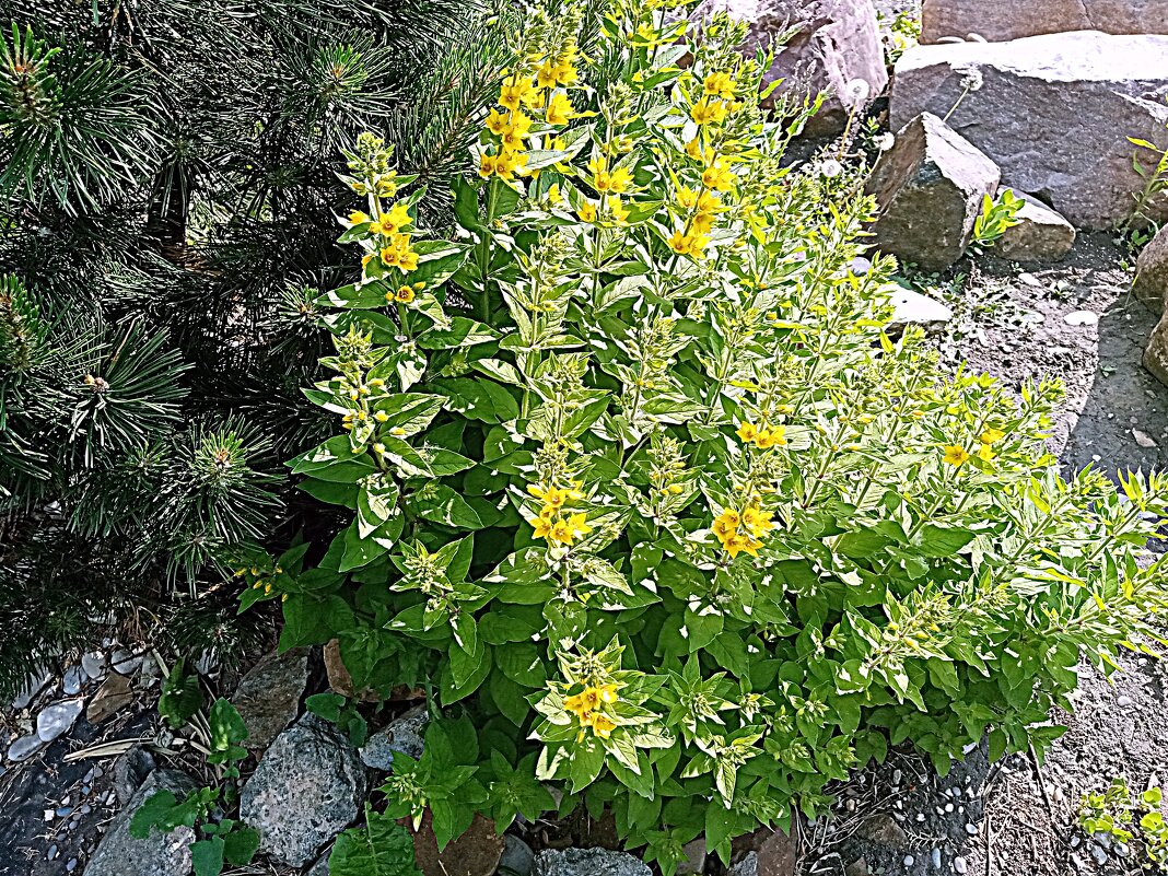 Цветы. - Владимир Драгунский