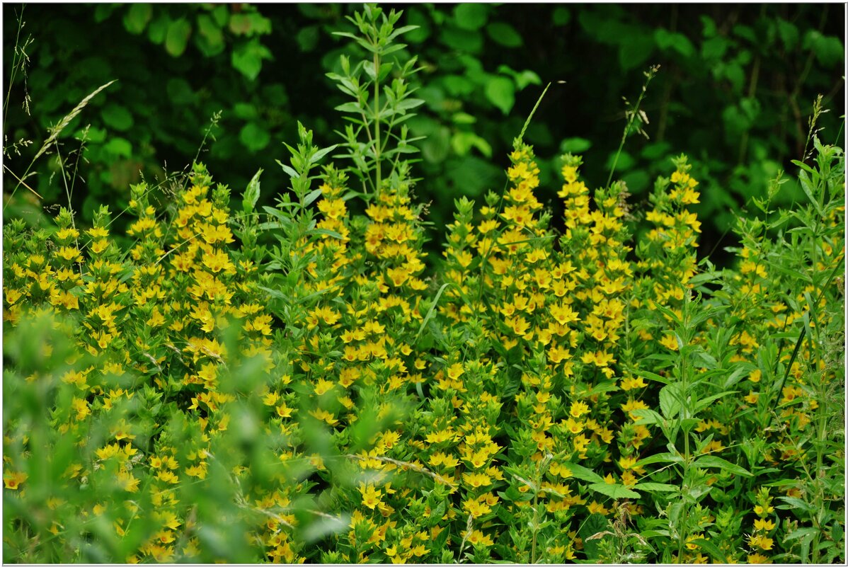 ТРАВЫ... - Elvira E. 