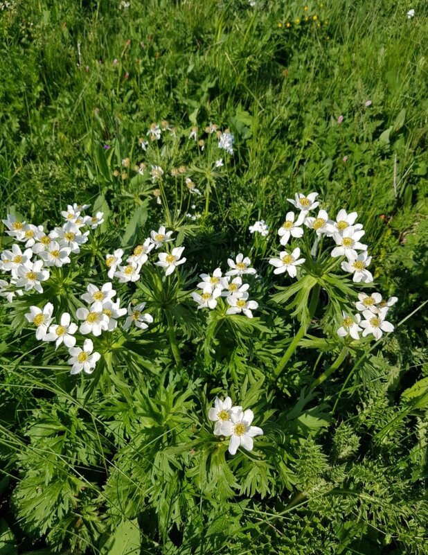 АЛЬПИЙСКИЕ ЛУГА ЛАГОНАКИ - Tata Wolf