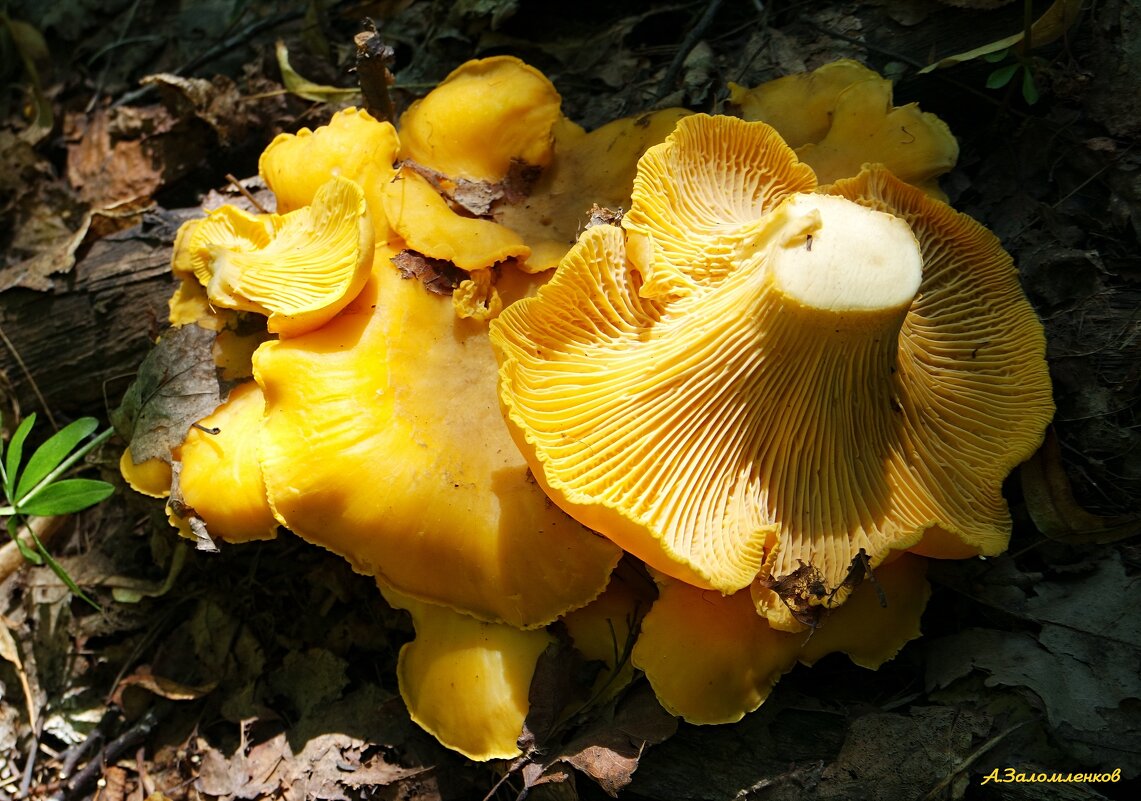 Ещё раз про лисички...:-) - Андрей Заломленков Ещё раз про лисички...:-) - Андрей Заломленков