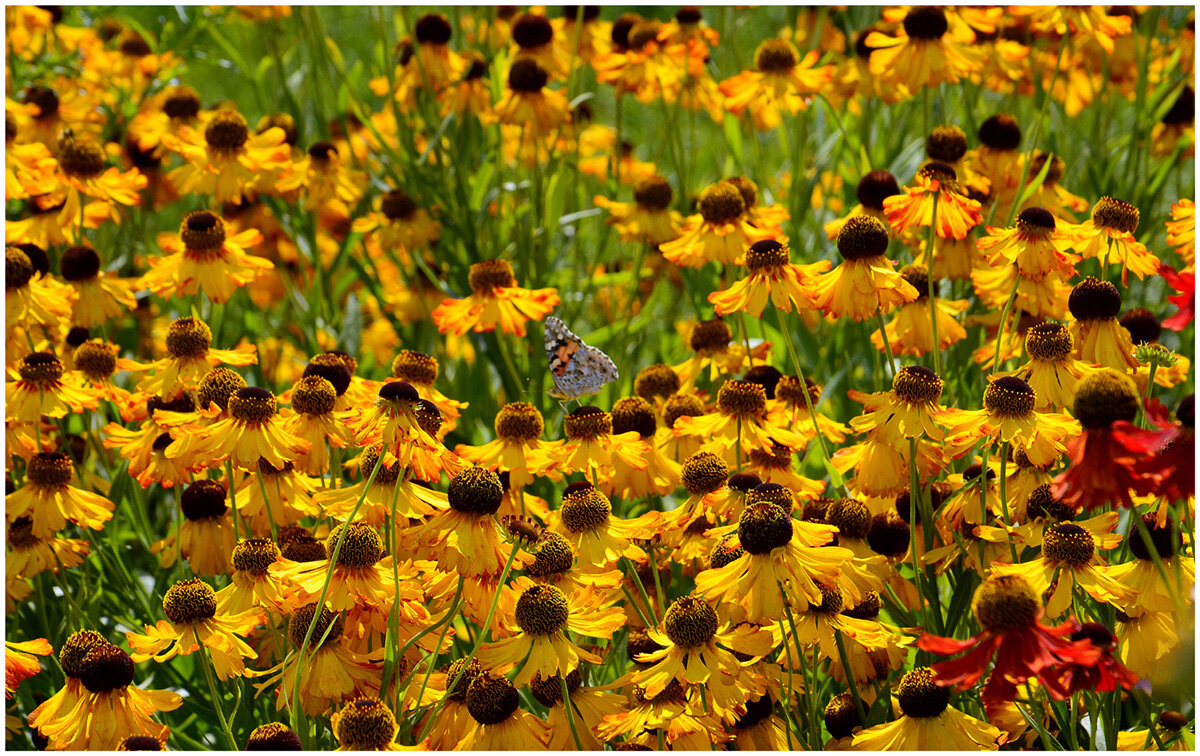 Раздолье - Aleksandr Gal Раздолье - Aleksandr Gal