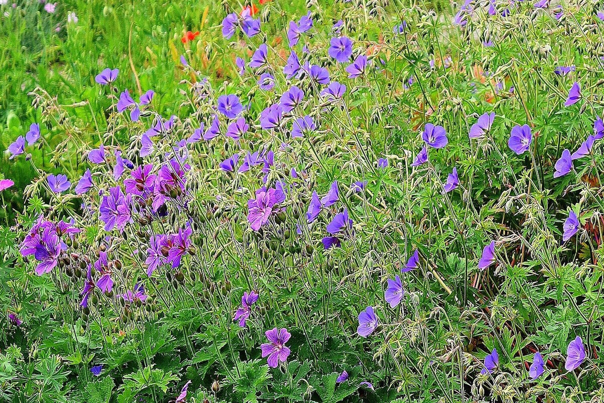Герань луговая - Рита Симонова