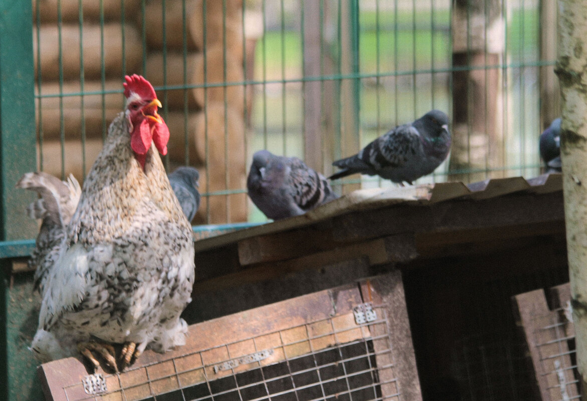 Лето. Утро на ферме. - Арина Невская