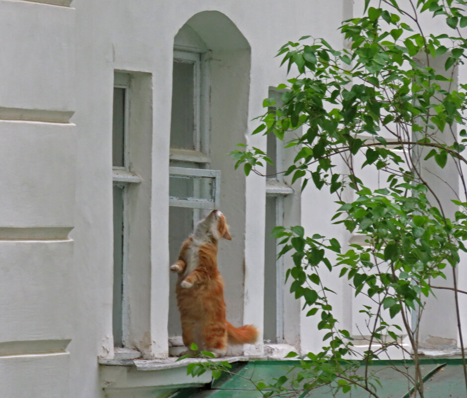 обед готов? - ИРЭН@ .