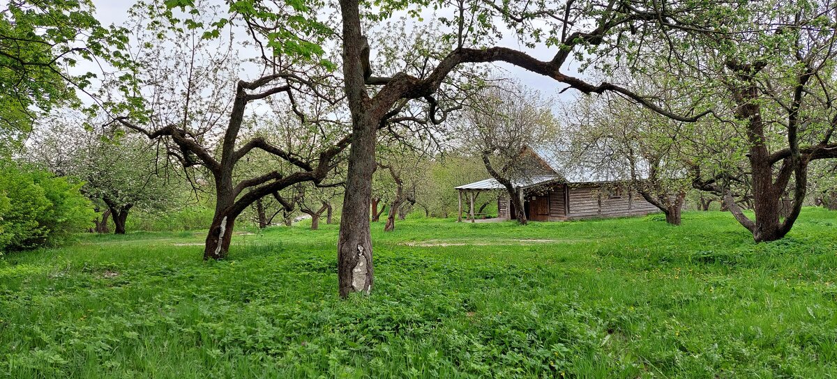 Яблоневый сад в усадьбе Ясная Поляна - ИРЭН@ .