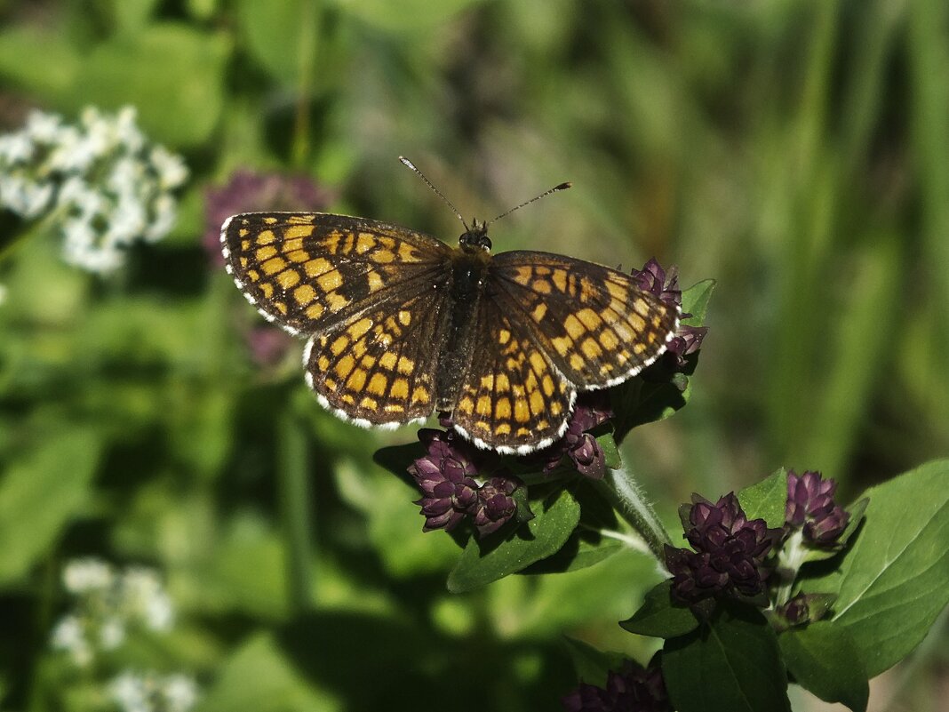 ** - Зоя Мишина