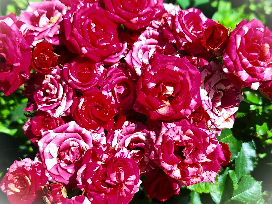 Розы - Наталья 