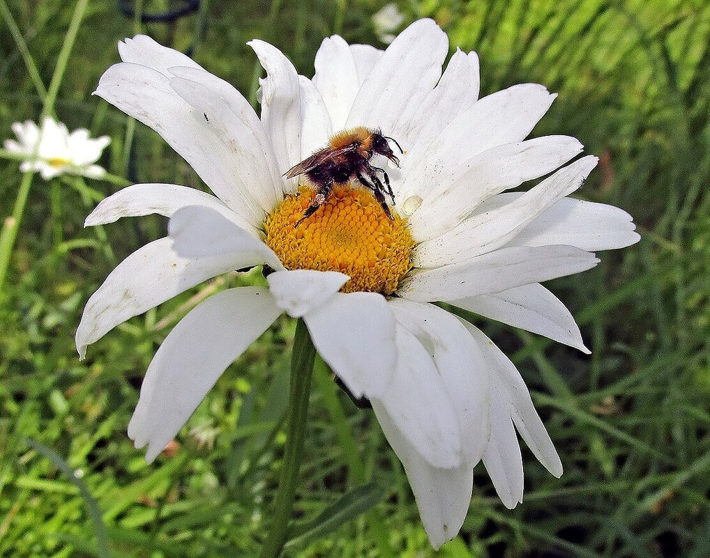 Труженик - Ольга Довженко