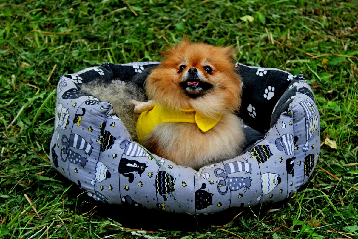 Готов служить - Дмитрий (Горыныч) Симагин