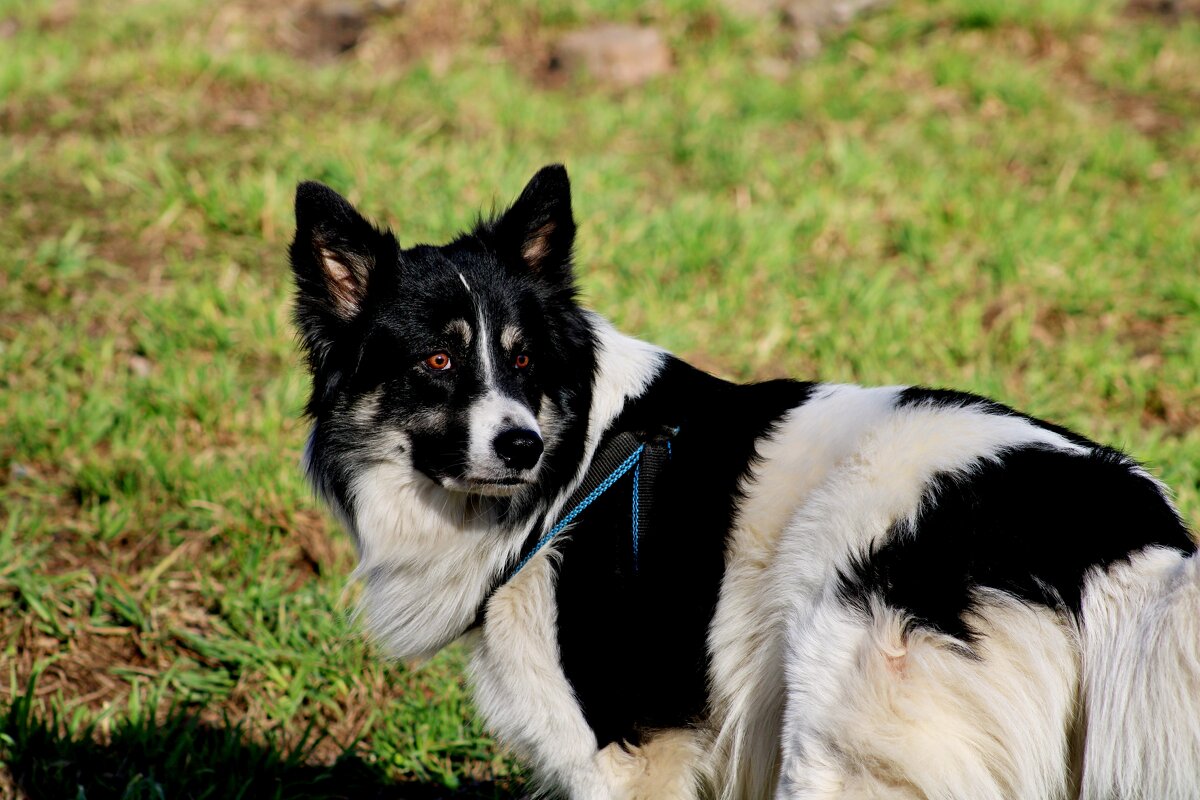 Меня зовут Бим! - Дмитрий (Горыныч) Симагин
