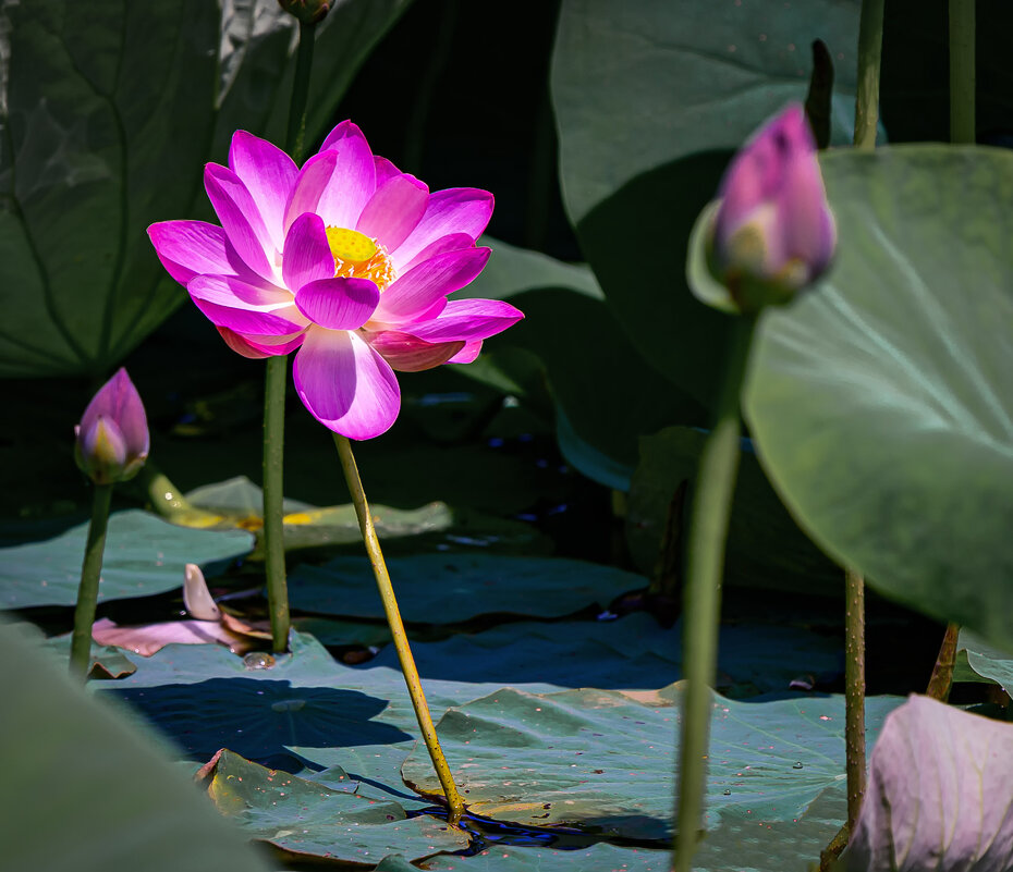 Лотос у нас на бассейне начал расцветать ... - Евгений Хвальчев