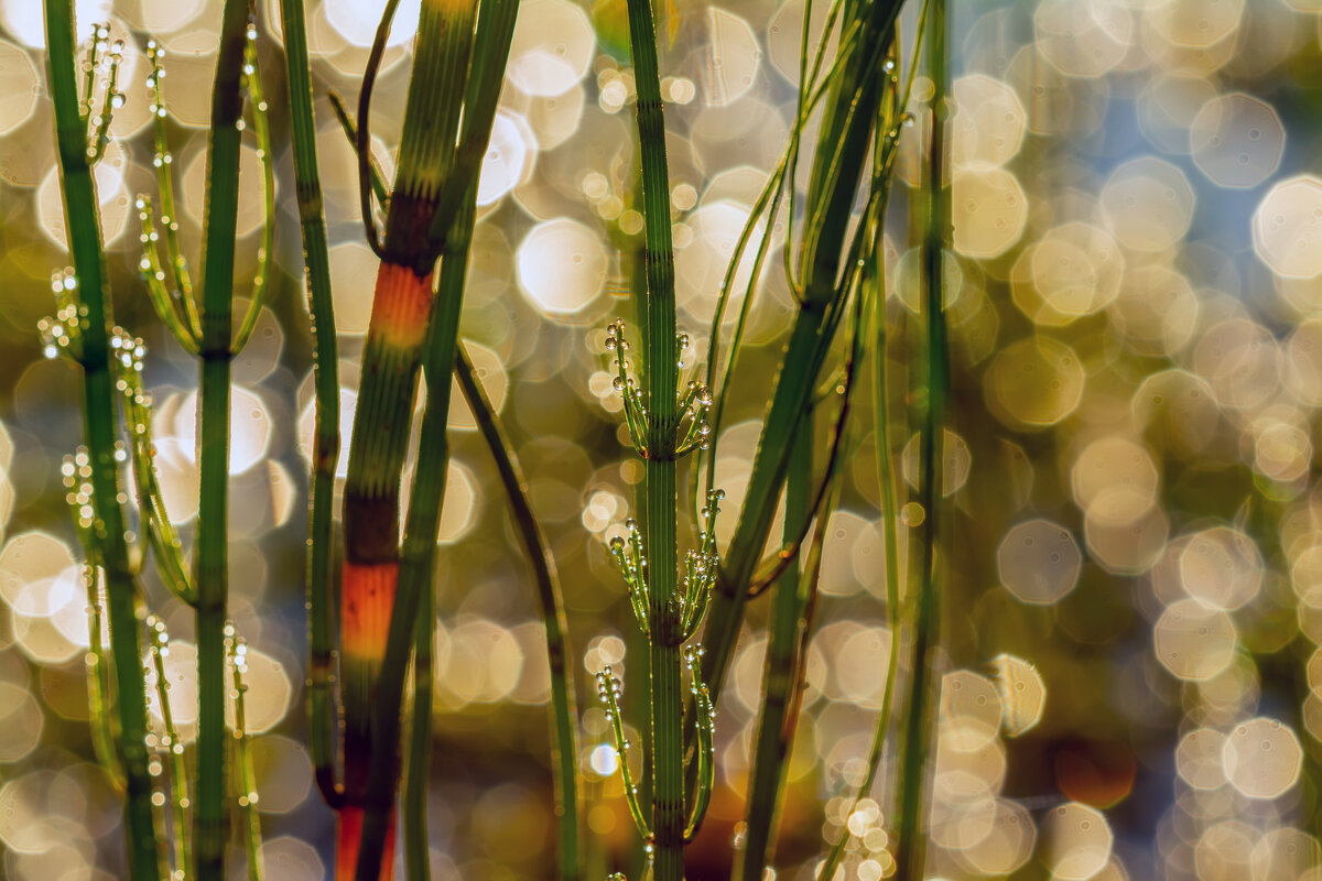 утром на пруду - Виталий Емельянов утром на пруду - Виталий Емельянов