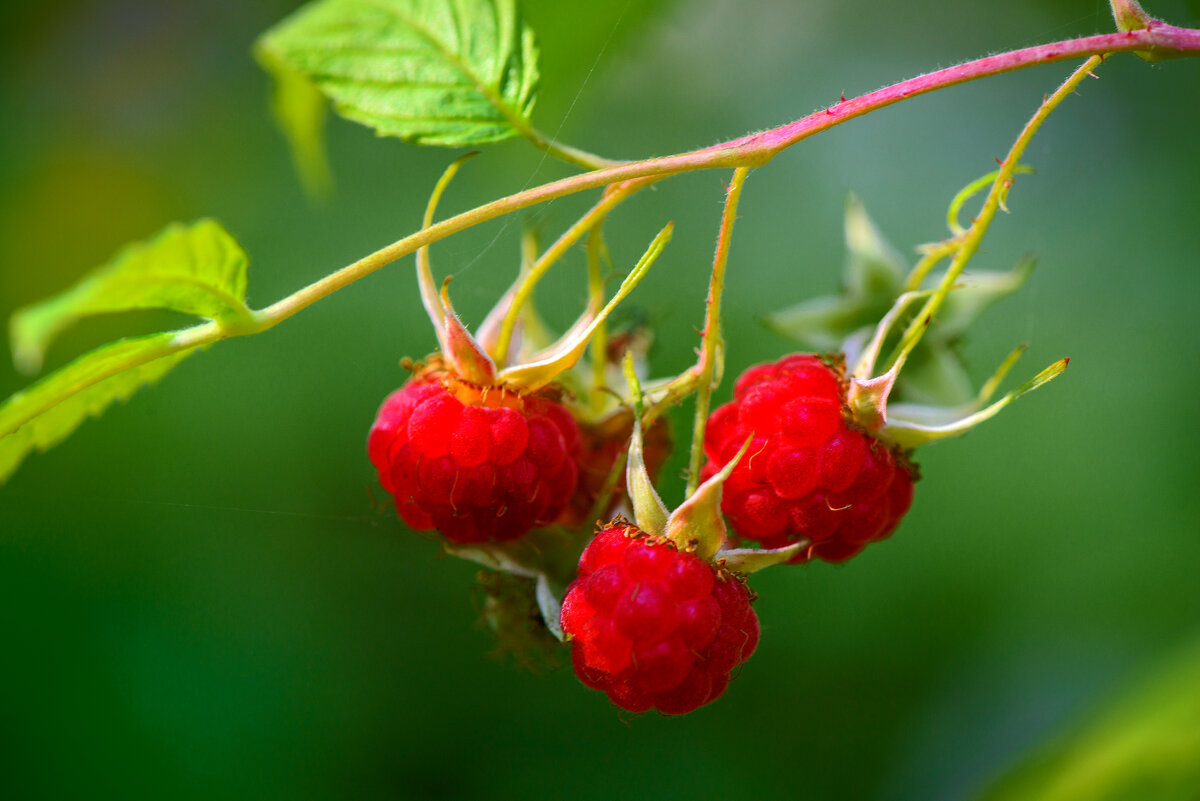 Лесная малина... - Влад Никишин