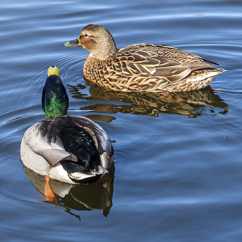 Пара - Александр 