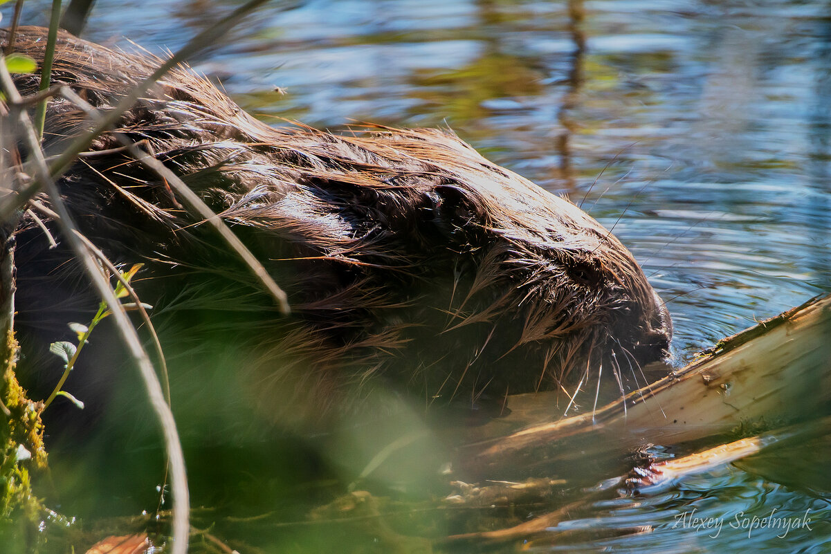 Бобер парень не простой - Алексей Сопельняк Бобер парень не простой - Алексей Сопельняк