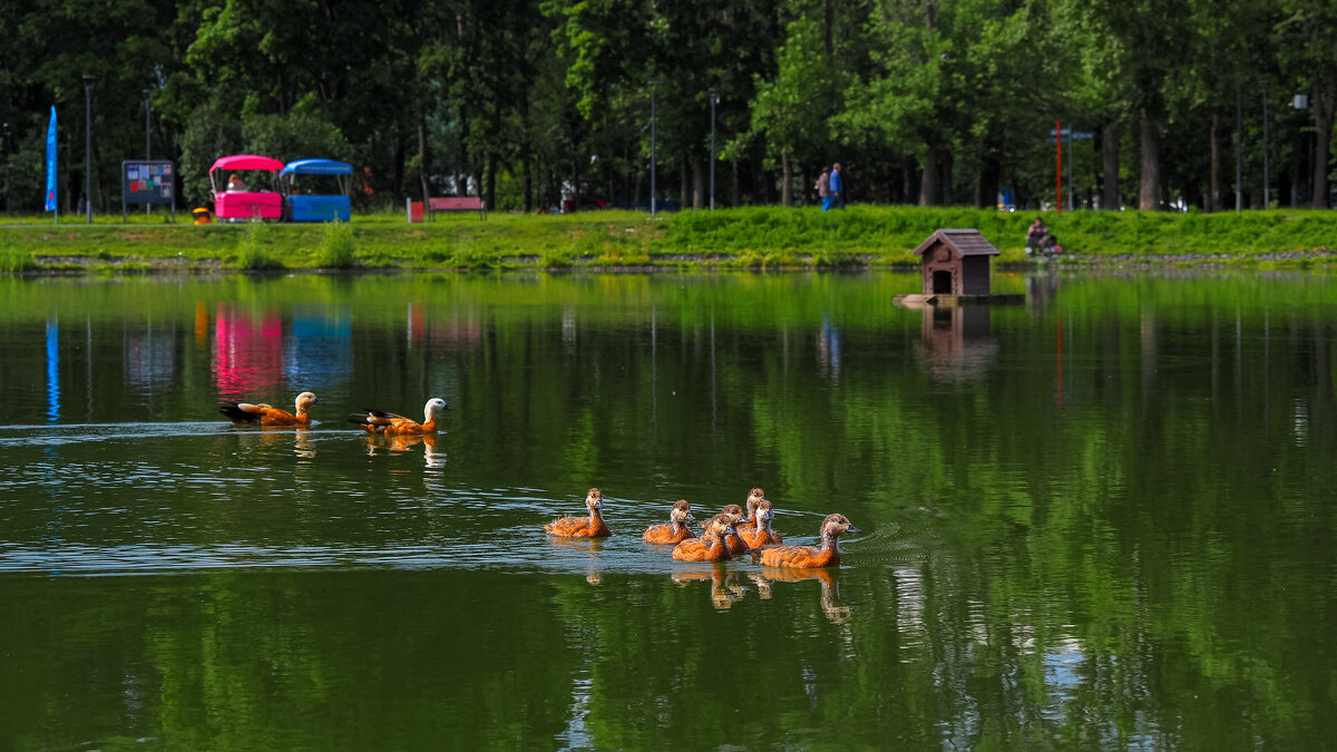 В Летнем Парке - юрий поляков