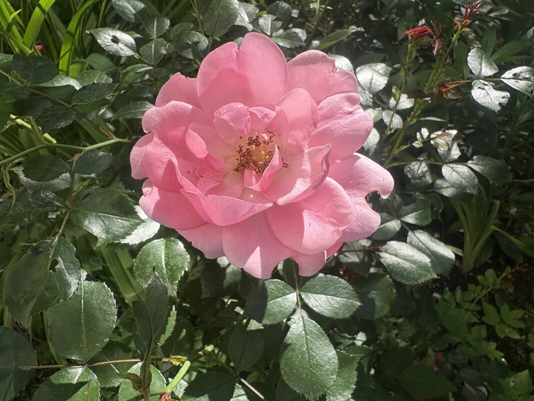 Розовая роза в розовом цвету... - Наталия Павлова