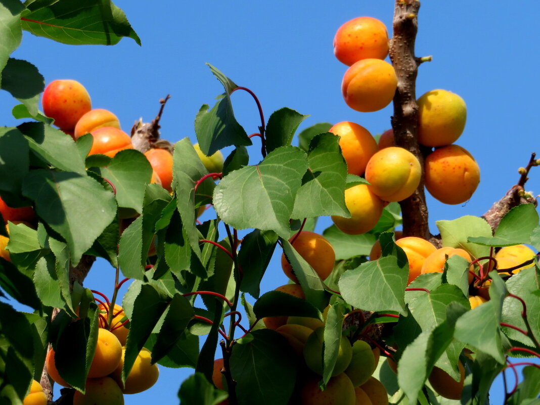 Очень вкусные жердели - после них всю ночь... не спали. ) - Егор Бабанов